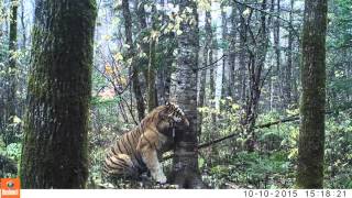 Wild Siberian Tiger in Russian Far East [upl. by Magdalen]