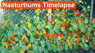 Nasturtiums Growing and Flowering 3Month Timelapse [upl. by Pammi257]