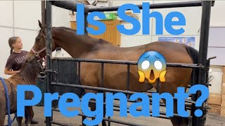 Our Mares Fertility Journey  Artificial Insemination From Frozen [upl. by Nylteak381]