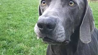 blue weimaraner and vizsla intensity [upl. by Valida]