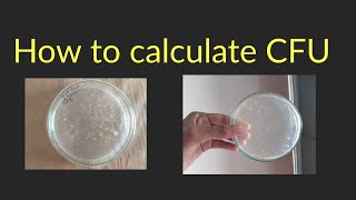 How to calculate Colony Forming Unit  CFU Colony count  Microbiology laboratory [upl. by Tioneb]