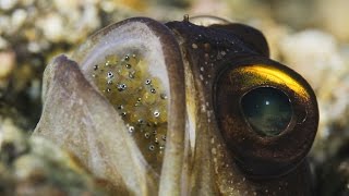 Mouthbrooding Jawfish [upl. by Eluk]