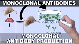 Monoclonal Antibodies and its Production [upl. by Sweet]