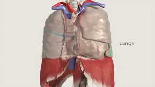 Primal’s 3D Atlas of Human Anatomy [upl. by Eniledam]