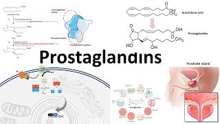 Prostaglandins  Biosynthesisfunction and regulation [upl. by Lebaron]