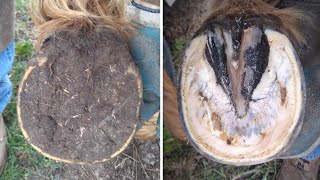 Horse Hoof RESTORATION  Satisfying  HORSE HOOF TRIMMING [upl. by Nedra]