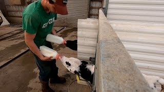 Feeding Calves [upl. by Lidia]