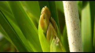 Cymbidium Spikes  more on spike identification amp care [upl. by Pen]