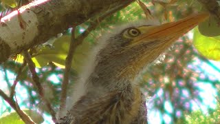 Nesting green heron family [upl. by Moyers]