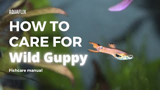 How to care for wild guppies [upl. by Proulx859]