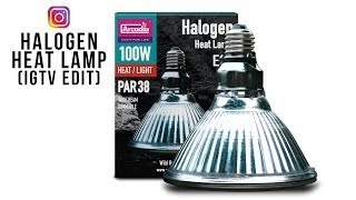 WOW 100w PAR38 Halogen Heat Lamp for Reptiles IGTV Edit [upl. by Plumbo]