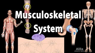 Overview of the Musculoskeletal System Animation [upl. by Nnyleahs]