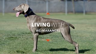 ALL ABOUT LIVING WITH WEIMARANERS [upl. by Ymme64]