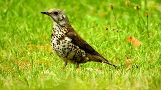 Mistle Thrush Singing by the SeaTurdus Viscivorus [upl. by Matta403]