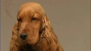 The Cocker Spaniel  Pet Dog Documentary [upl. by Ellenaj]