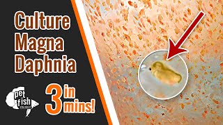 How to culture DAPHNIA MAGNA  The easy way [upl. by Aynav675]