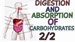 Digestion and Absorption of Carbohydrates PART 22 [upl. by Katzen]