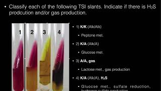 Triple Sugar Iron TSI Agar [upl. by Aldrich202]