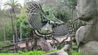 Harpy Eagle Soars in Slow Motion [upl. by Asinla632]