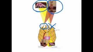 Split Brain experiment  VCE Unit 3 Psychology [upl. by Nednarb]