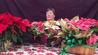 HOW TO TAKE CARE OF YOUR POINSETTIA [upl. by Aicire]