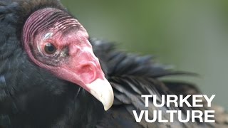 Creature Feature Turkey Vulture [upl. by Estella]