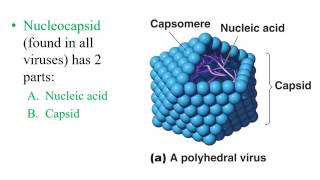 Chapter 5 Virology [upl. by Kucik]