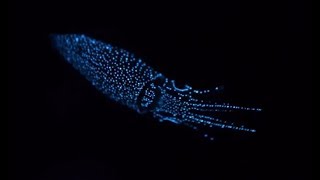 Facts The Firefly Squid [upl. by Ymled633]