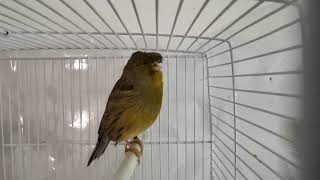 Chants de canari Gloster  song of canary  song of bird [upl. by Engleman134]