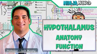 Neurology  Hypothalamus Anatomy amp Function [upl. by Nylatsirk]