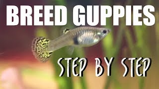 How to Breed Guppies EASY [upl. by Phillis]