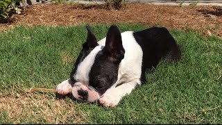 Pepper Boston Terrier Puppy for Life [upl. by Ulberto501]