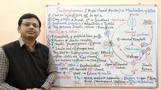 Diabetes Mellitus Part10 Mechanism of Action of Sulfonylurease  Antidiabetic Drugs  Diabetes [upl. by Einolem]