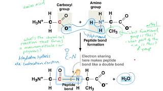 Amino acids Backbone Peptide Bond Formation [upl. by Ennairb936]