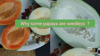 Why some Papaya or few fruits are Seedless ParthenocarpyParthenocarpic Fruits [upl. by Cristie]