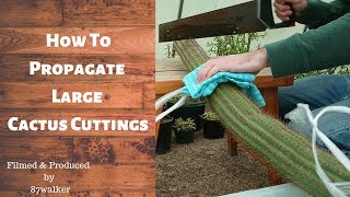 How To Propagate Large Cactus Cuttings [upl. by Deaner]