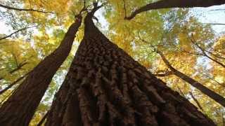 The Morton Arboretum  The Champion of Trees [upl. by Mayeda230]