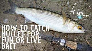 How To Catch Mullet For Fun Or Live Bait [upl. by Ayanaj]