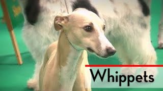 The Whippet  Bests of Breed [upl. by Eilrahs]