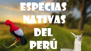 Especies de Animales Nativos del Perú [upl. by Comethuauc446]