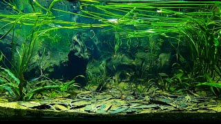 Weipa North Queensland Biotope Aquarium Threadfin Rainbows and Spotted Blueeyes [upl. by Melan]