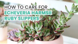 BEST TIPS  HOW TO CARE FOR ECHEVERIA HARMSII RUBY SLIPPERS [upl. by Enyaw]