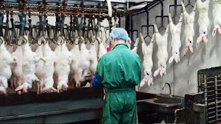 Modern Rabbit Farming and Harvest Technology 🐇 Rabbit meat processing in Factory  Rabbit Industry [upl. by Willabella574]