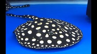 Care And Guide FreshWater Stingray Black Diamond Stingray [upl. by Ellocin]