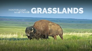 Canadas Grasslands [upl. by Easton]