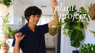 My Creative Plant Projects  how i keep plants exciting [upl. by Harrow]