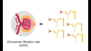 Estimating glomerular filtration rate GFR [upl. by Llerahs104]