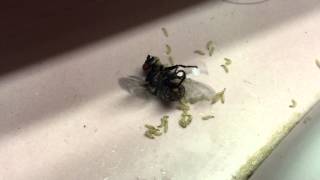 Sprayed fly laying maggots 😆 [upl. by Ahcsat]