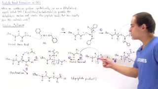 Peptide Bond Formation with DCC [upl. by Ahcire]