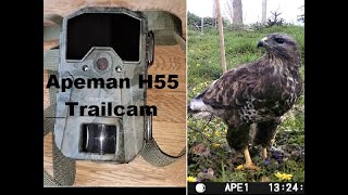 Apeman H55 trailcam  quick setup and test no glow [upl. by Inah928]